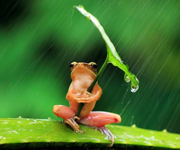 Έξυπνος βάτραχος προστατεύεται από τη βροχή! - Φωτογραφία 4