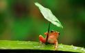 Έξυπνος βάτραχος προστατεύεται από τη βροχή! - Φωτογραφία 3