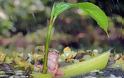 Έξυπνος βάτραχος προστατεύεται από τη βροχή! - Φωτογραφία 5