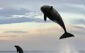 Φάλαινα 8 τόνων φτάνει τα 4,5 μέτρα για να «τσακίσει» ένα δελφίνι