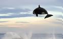 Φάλαινα 8 τόνων φτάνει τα 4,5 μέτρα για να «τσακίσει» ένα δελφίνι - Φωτογραφία 2
