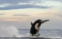 Φάλαινα 8 τόνων φτάνει τα 4,5 μέτρα για να «τσακίσει» ένα δελφίνι - Φωτογραφία 3