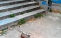 Πάτρα: Σοκ έπαθαν οι περαστικοί - O ιδιοκτήτης σκύλου τον κοίταζε να ξεσκίζει γάτα - Φωτογραφία 2