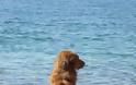 Επιτρέπονται τα σκυλιά στην παραλία; Δείτε τι λέει ο νόμος!