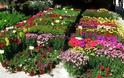 «Ανθίζουν» οι ελληνικές εξαγωγές λουλουδιών