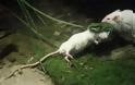 Ποντίκι επιτίθεται σε φίδι για να σώσει τον φίλο του - Φωτογραφία 2