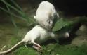 Ποντίκι επιτίθεται σε φίδι για να σώσει τον φίλο του - Φωτογραφία 3