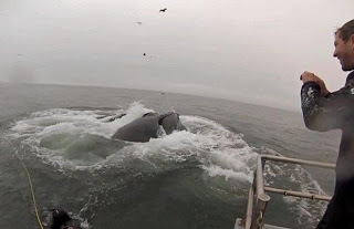 Φάλαινες βγαίνουν στην επιφάνεια δίπλα από δύτες [Video] - Φωτογραφία 1