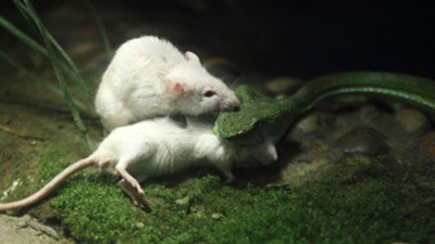 Ποντίκι επιτίθεται σε φίδι για να σώσει τον φίλο του!!! - Φωτογραφία 4