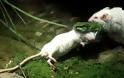 Ποντίκι επιτίθεται σε φίδι για να σώσει τον φίλο του!!! - Φωτογραφία 2