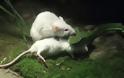 Ποντίκι επιτίθεται σε φίδι για να σώσει τον φίλο του!!! - Φωτογραφία 4