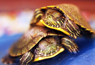 Βγήκαν τα πρώτα χελωνάκια στην Κεφαλονιά! - Φωτογραφία 1