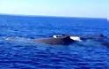 Φάλαινες Νότια του Ν. Χανίων στα Σφακιά - Ένα μοναδικό βίντεο!