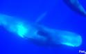 Φάλαινες Νότια του Ν. Χανίων στα Σφακιά - Ένα μοναδικό βίντεο! - Φωτογραφία 3