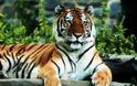 Παγκόσμια Ημέρα Τίγρης υπό την αιγίδα Βλ.Πούτιν