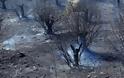 Αγρίνιο: Κάηκαν 6 στρέμματα αγροτικής έκτασης