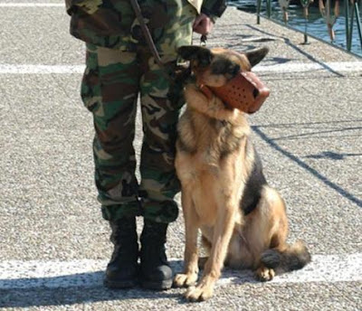 ΣΥΣΜΕΔ- Ωράριο εργασίας συνοδών στρατιωτικά εκπαιδευμένων σκύλων - Φωτογραφία 1