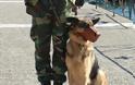 ΣΥΣΜΕΔ- Ωράριο εργασίας συνοδών στρατιωτικά εκπαιδευμένων σκύλων