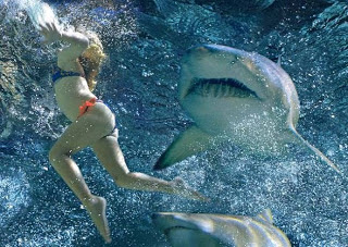 ΣΟΚ: Την κατασπάραξε καρχαρίας λίγο πριν βγει από την θάλασσα - Φωτογραφία 1