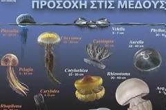 Εμφάνιση μεγάλου αριθμού μεδουσών σε θαλάσσιες περιοχές της Περιφέρειας και τρόποι αντιμετώπισης των τσιμπημάτων από αυτές
