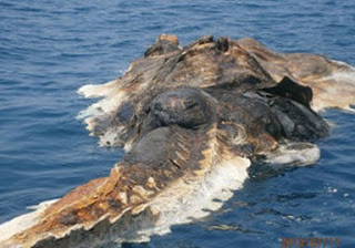 Σάλος στο διαδίκτυο: Βρήκαν ένα περίεργο νεκρό πλάσμα στη θάλασσα - Φωτογραφία 1