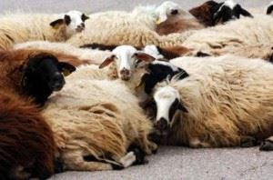 Ίδρυσαν σύλλογο τα θύματα ζωοκλοπών στο Ρέθυμνο-Μέτρα ζητούν οι κτηνοτρόφοι - Φωτογραφία 1