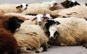 Ίδρυσαν σύλλογο τα θύματα ζωοκλοπών στο Ρέθυμνο-Μέτρα ζητούν οι κτηνοτρόφοι