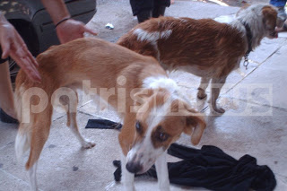 Πύργος: Ένα χρόνο φυλακή για παραμέληση σε σκύλους που κόντεψαν να πεθάνουν από θερμοπληξία! - Φωτογραφία 1