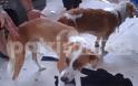 Πύργος: Ένα χρόνο φυλακή για παραμέληση σε σκύλους που κόντεψαν να πεθάνουν από θερμοπληξία!
