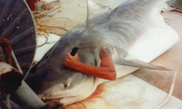 Φωτογραφία που σοκάρει:Τον κατάπιε καρχαρίας! - Φωτογραφία 2