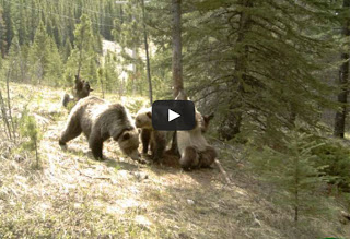 Τι κάνουν οι αρκούδες μόνες τους στο δάσος [Video] - Φωτογραφία 1