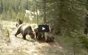 Τι κάνουν οι αρκούδες μόνες τους στο δάσος [Video]