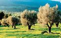 Οι Έλληνες αγοράζουν πια χωράφια για τα παιδιά τους