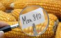 Ακυρώθηκε η απαγόρευση καλλιέργειας μεταλλαγμένου καλαμποκιού στη Γαλλία