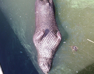 Νεκρή Βίδρα στη λίμνη των Ιωαννίνων! - Φωτογραφία 1