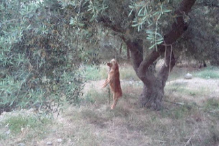 Κρέμασαν σκύλο σε ελιά στη Μεσαρά - Το θέαμα φωτογράφιζαν οι τουρίστες! - Φωτογραφία 1