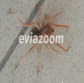 Aράχνη-φονιάς βρέθηκε στη Χαλκίδα και σκόρπισε πανικό! - Φωτογραφία 1