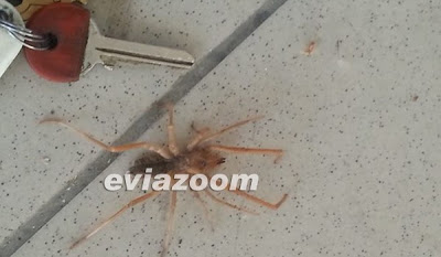 Aράχνη-φονιάς βρέθηκε στη Χαλκίδα και σκόρπισε πανικό! - Φωτογραφία 2