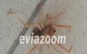 Aράχνη-φονιάς βρέθηκε στη Χαλκίδα και σκόρπισε πανικό! - Φωτογραφία 1