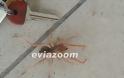 Aράχνη-φονιάς βρέθηκε στη Χαλκίδα και σκόρπισε πανικό! - Φωτογραφία 2
