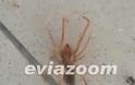 Aράχνη-φονιάς βρέθηκε στη Χαλκίδα και σκόρπισε πανικό! - Φωτογραφία 3