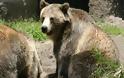 Αρκούδα κλέβει κάδους απορριμμάτων τα βράδια [Video]