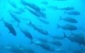 Αρσενικά ψάρια ζόμπι αναπαράγονται από τον «τάφο»