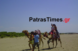 Πάτρα: Για μπάνιο με καμήλες στην παραλία της Kαλογριάς [video] - Φωτογραφία 1