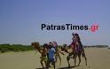 Πάτρα: Για μπάνιο με καμήλες στην παραλία της Kαλογριάς [video]