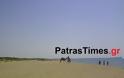 Πάτρα: Για μπάνιο με καμήλες στην παραλία της Kαλογριάς [video] - Φωτογραφία 2