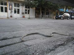 Πανικός με δίμετρο φίδι στο κέντρο της πόλης των Τρικάλων - Φωτογραφία 1