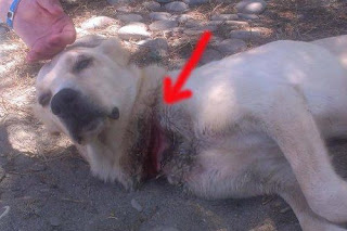 Οι ξένοι νοιάστηκαν για βασανισμένο σκυλί στα Χανιά - Φωτογραφία 1