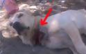 Οι ξένοι νοιάστηκαν για βασανισμένο σκυλί στα Χανιά