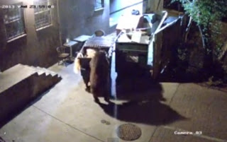 Με ύπουλο αλλά αποτελεσματικό τρόπο, αρκούδα κλέβει κάδο σκουπιδιών! - Φωτογραφία 1